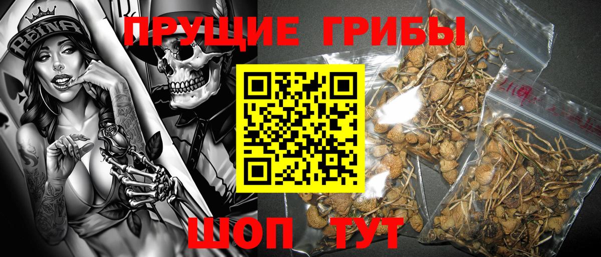 Псилоцибиновые грибы Psilocybine cubensis Астрахань